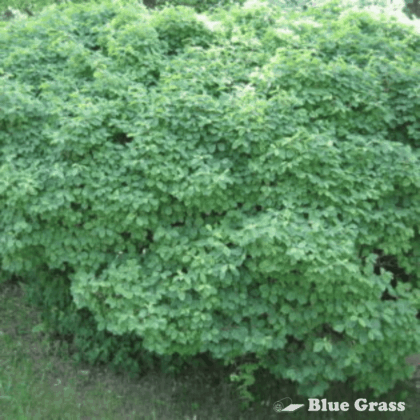 Clavey’s Dwarf Honeysuckle