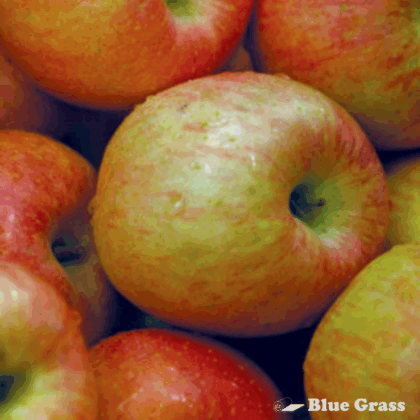 Multi-grafted (Combination) Apple