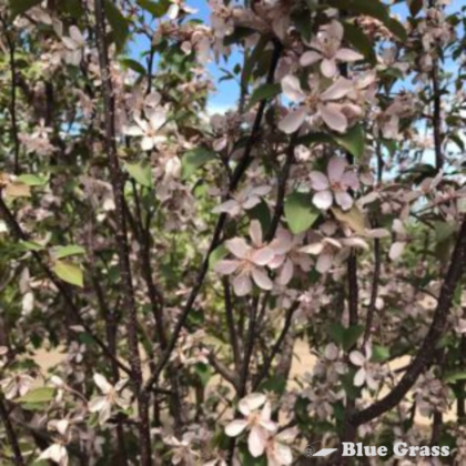 Courageous Crabapple