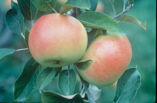 malus-goodland-apple