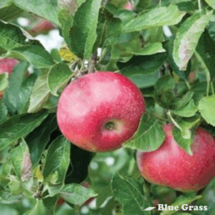 malus-hardi-mac-apple