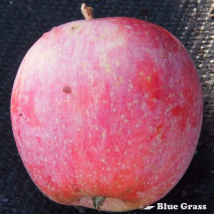 malus-jeffery-odyssey-apple