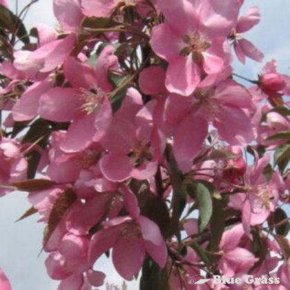 malus-makamik-crabapple