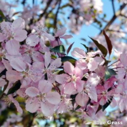 Selkirk Crabapple