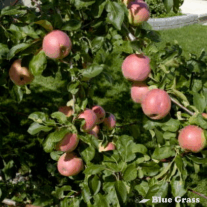 malus-september-ruby-apple