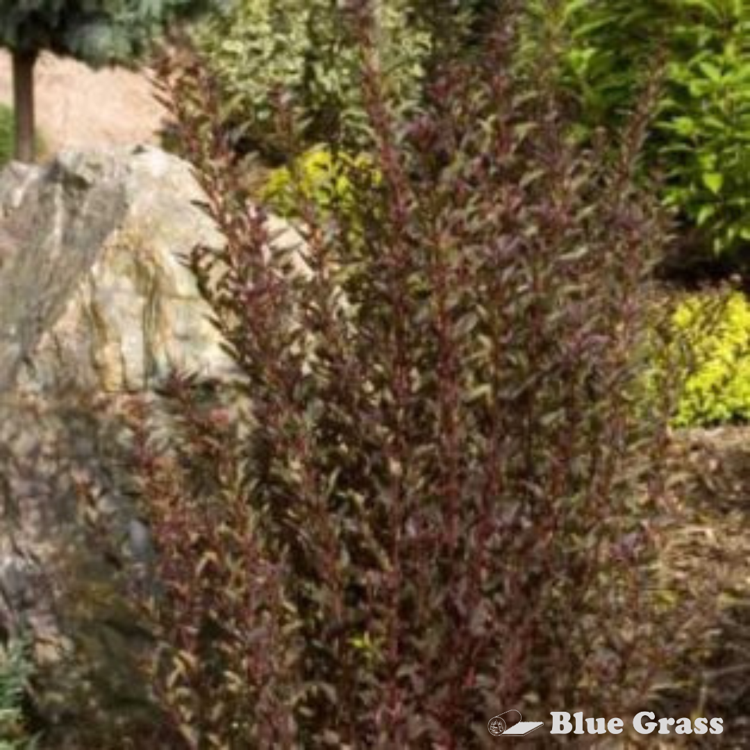 physocarpus-opulifolius-little-devil-ninebark