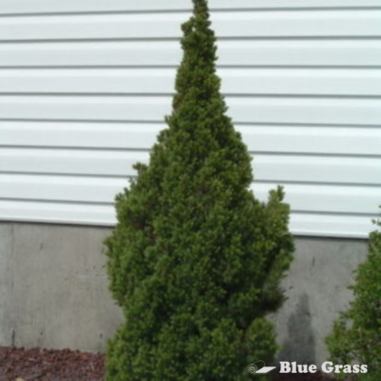 picea-glauca-conica-dwarf-alberta-spruce