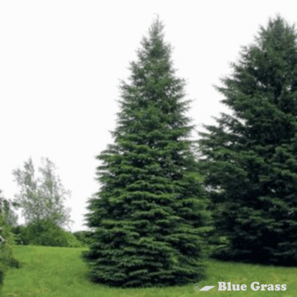 picea-glauca-densata-black-hills-spruce