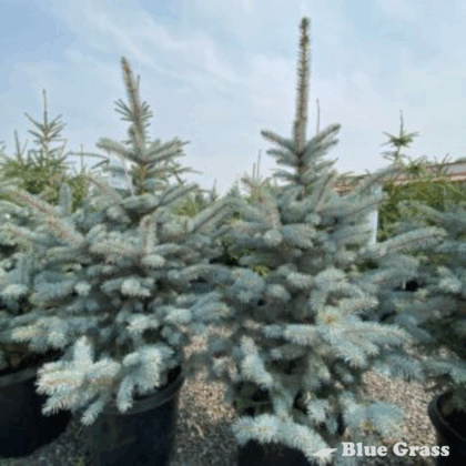 picea-pungens-baby-blue-spruce