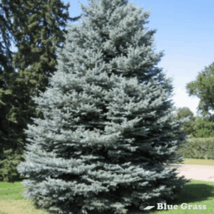 Colorado Spruce