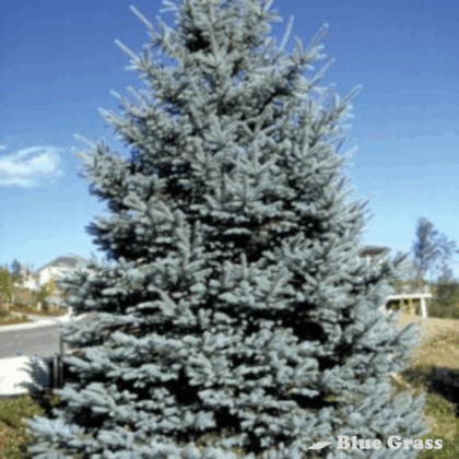 picea-pungens-glauca-fat-albert-spruce
