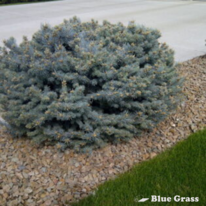 Globe Spruce