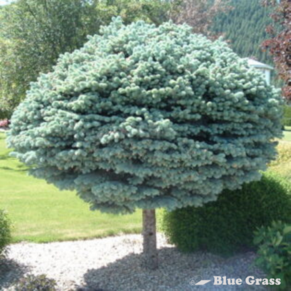 Globe Spruce – Top Graft
