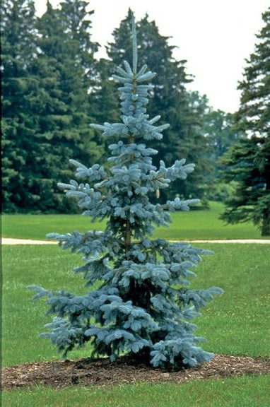 picea-pungens-hoopsii-spruce