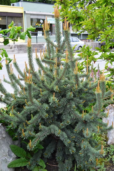 pinus-aristata-bristlecone-pine