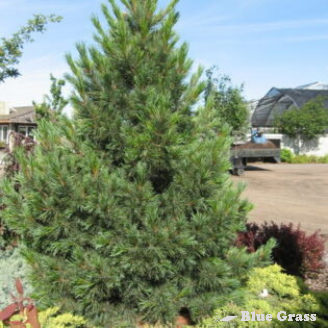 pinus-cembra-swiss-stone-pine