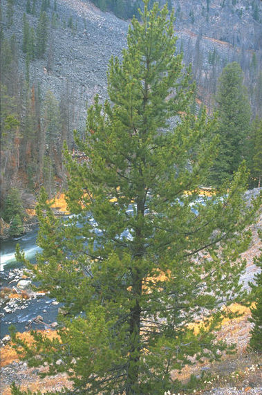 pinus-contorta-latifolia-lodgepole-pine