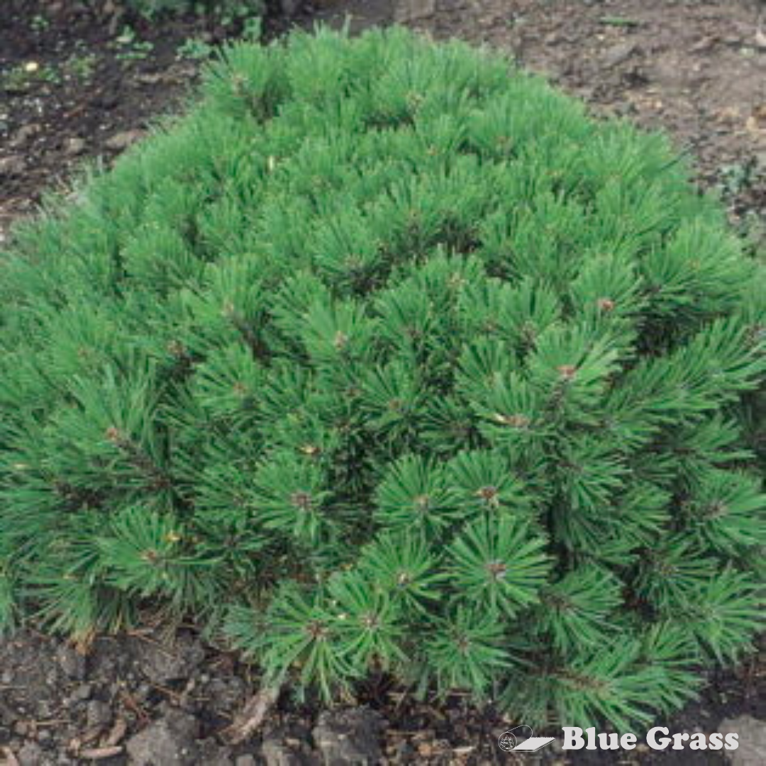 Dwarf Mugo Pine