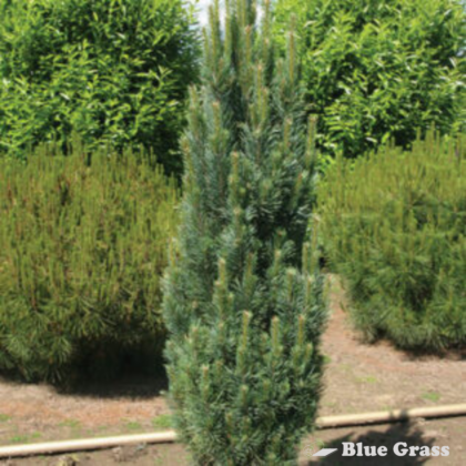 pinus-sylvestris-fastigiata-columnar-scotch-pine