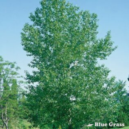 Balsam Poplar
