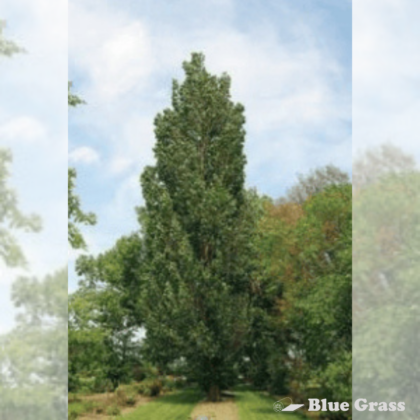 Prairie Sky Poplar
