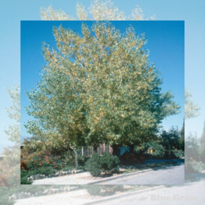 Tristis Poplar