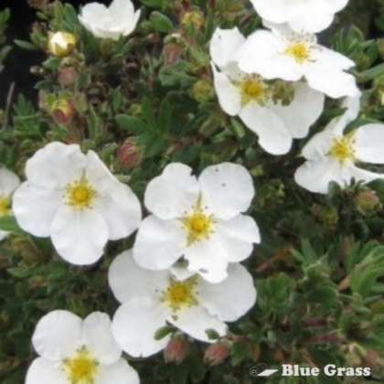 Abbotswood Potentilla