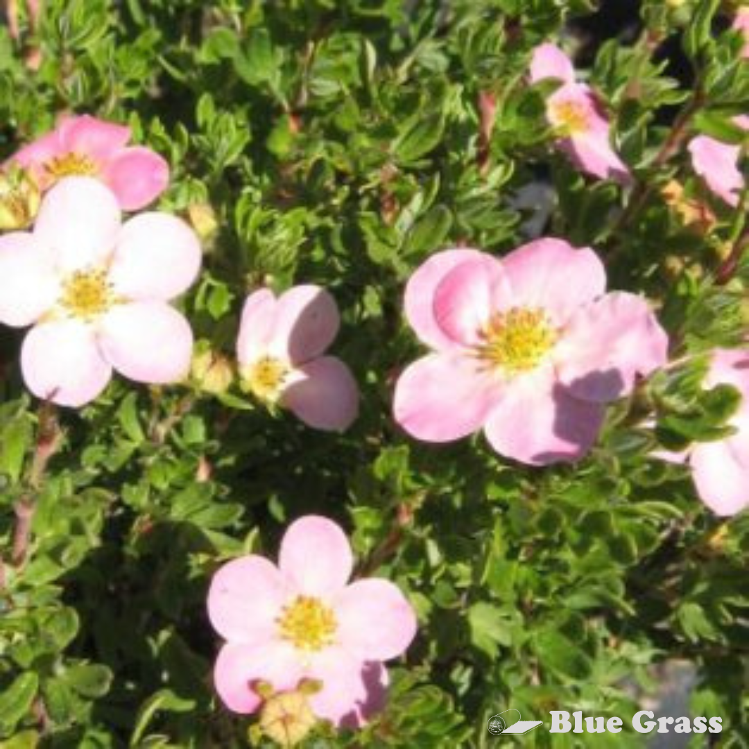 potentilla-fruticosa-bloom-pink-beauty-potentilla