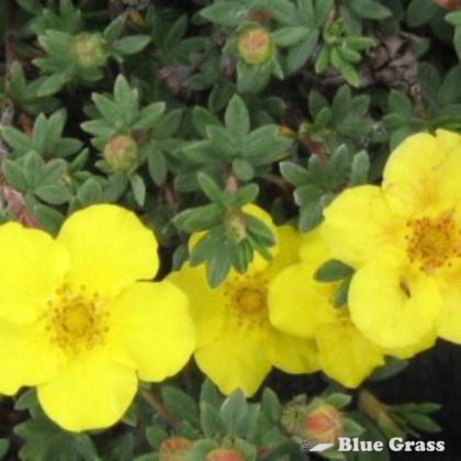 potentilla-fruticosa-bloom-yellow-gem-potentilla