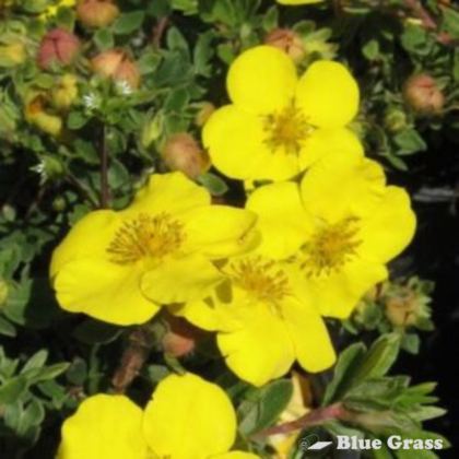 potentilla-fruticosa-gold-star-potentilla