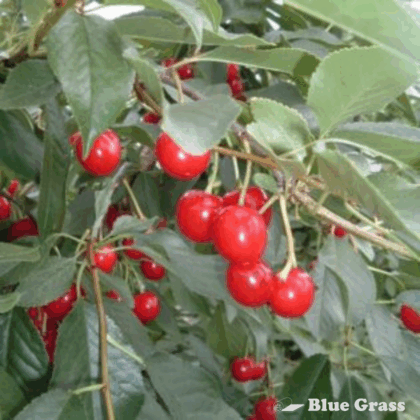 Evans Cherry (Tree Form)