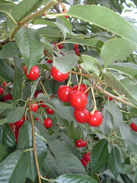 prunus-cerassus-evans-sour-cherry