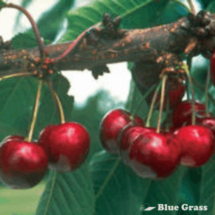 Carmine Jewel Cherry (Tree Form)