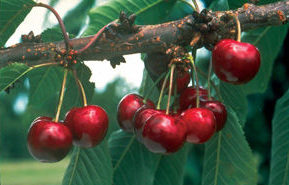 prunus-eminens-carmine-jewel-cherry