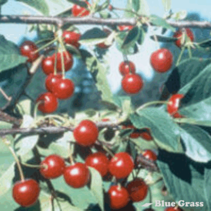 Crimson Passion Cherry