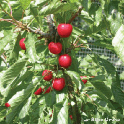 Juliet Cherry (Tree Form)