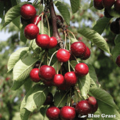Romeo Cherry (Tree Form)