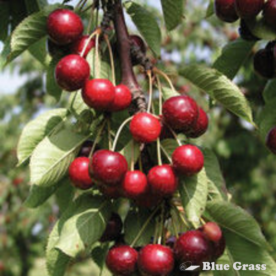 prunus-kerrasis-romeo-cherry