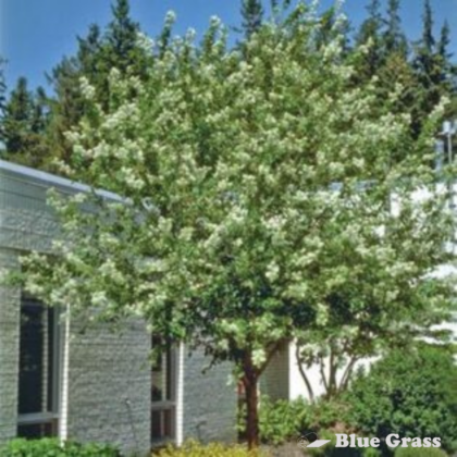 prunus-maackii-amur-cherry
