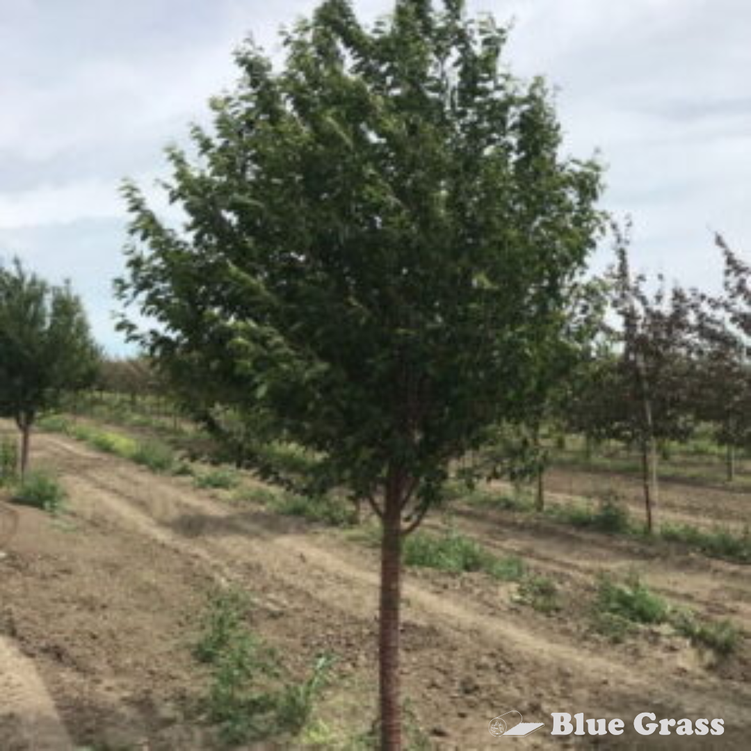 prunus-maackii-ming-cherry