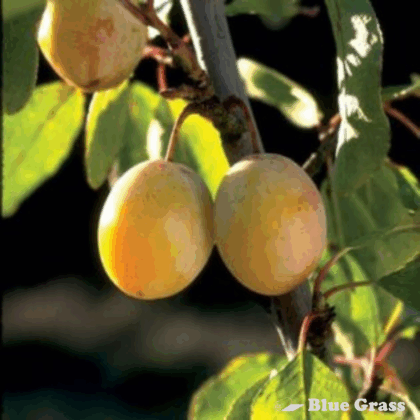 Brookgold Plum