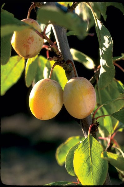 prunus-salicina-brookgold-plum