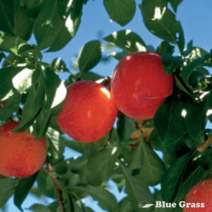 Brookred Plum