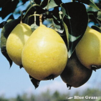 pyrus-ussuriensis-early-gold-pear