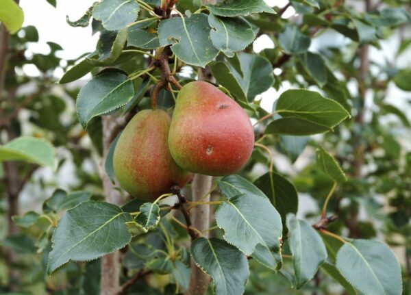 pyrus-ussuriensis-spice-golden-spice-pear