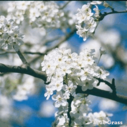 pyrus-ussuriensis-ussurian-pear