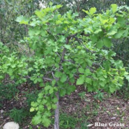 quercus-macrocarpa-top-gun-silver-springs-bur-oak