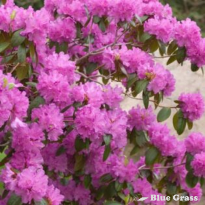rhododendron-pjm-elite-rhododendron