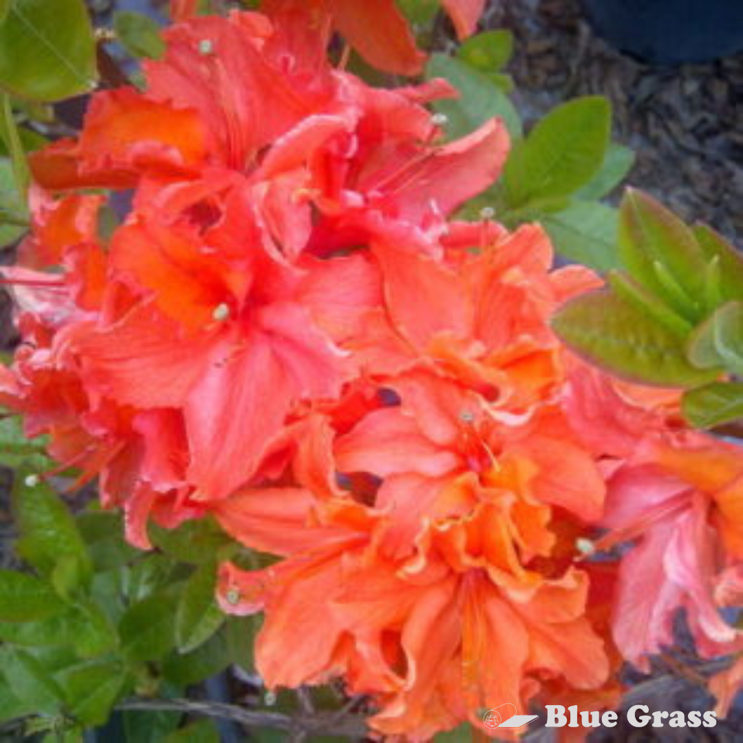 Mandarin Lights Azalea – Blue Grass Nursery & Garden Centre