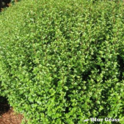 ribes-alpinum-alpine-currant